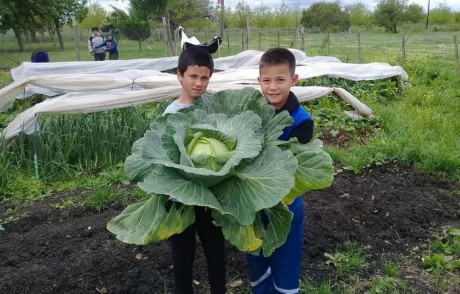 Por Ceferino Azambuyo<br>Alumnos de la escuela N5 Paran cosecharon un repollo gigante